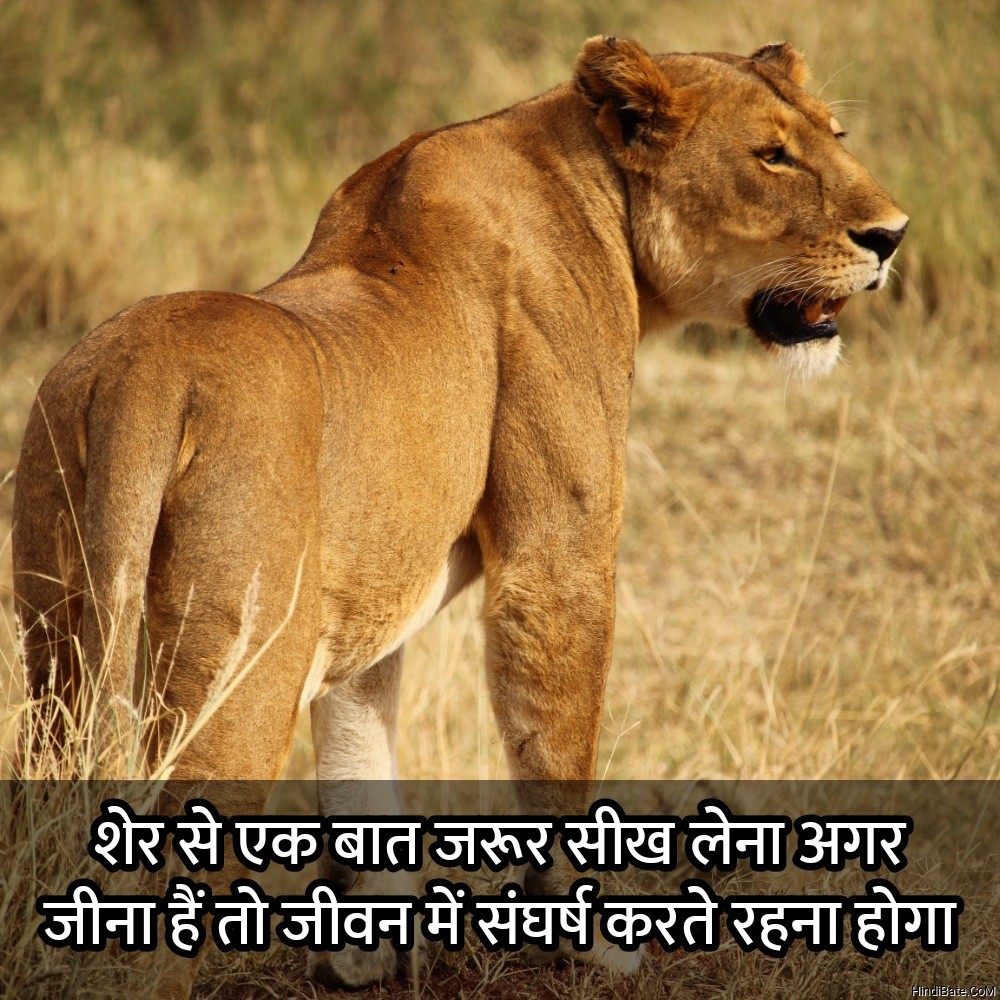 Lion Quotes In Hindi Hindibate Com