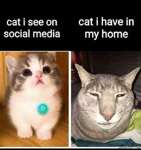 Cat I see on media vs cat in have in my home meme