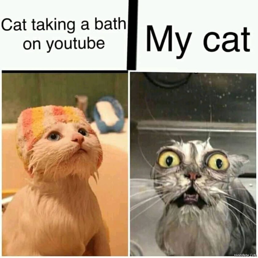 Cat taking a bath on youtube vs my cat taking bath meme