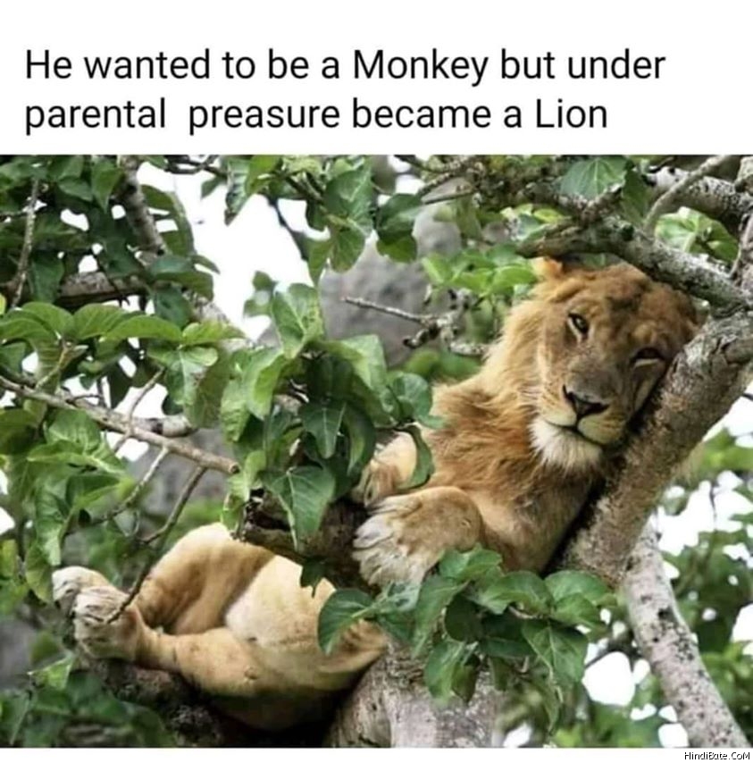 He wanted become monkey but parental pressure made lion meme