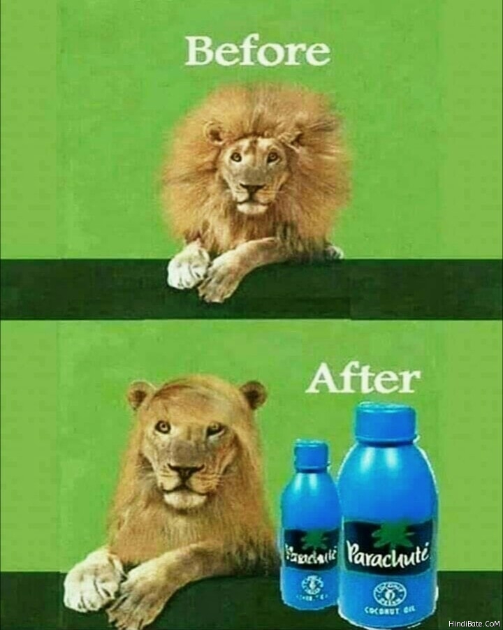 Lion after parachute hair oil meme
