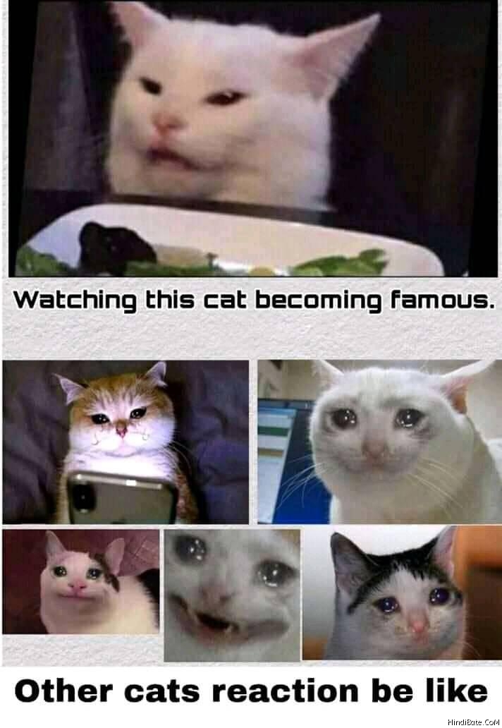 Watching this cat being femous other cats reaction be like meme