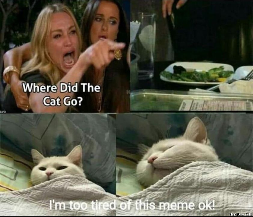 Where did the cat go meme
