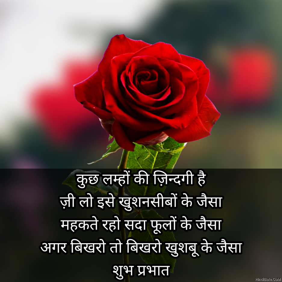 Good Morning Quotes With Rose Images